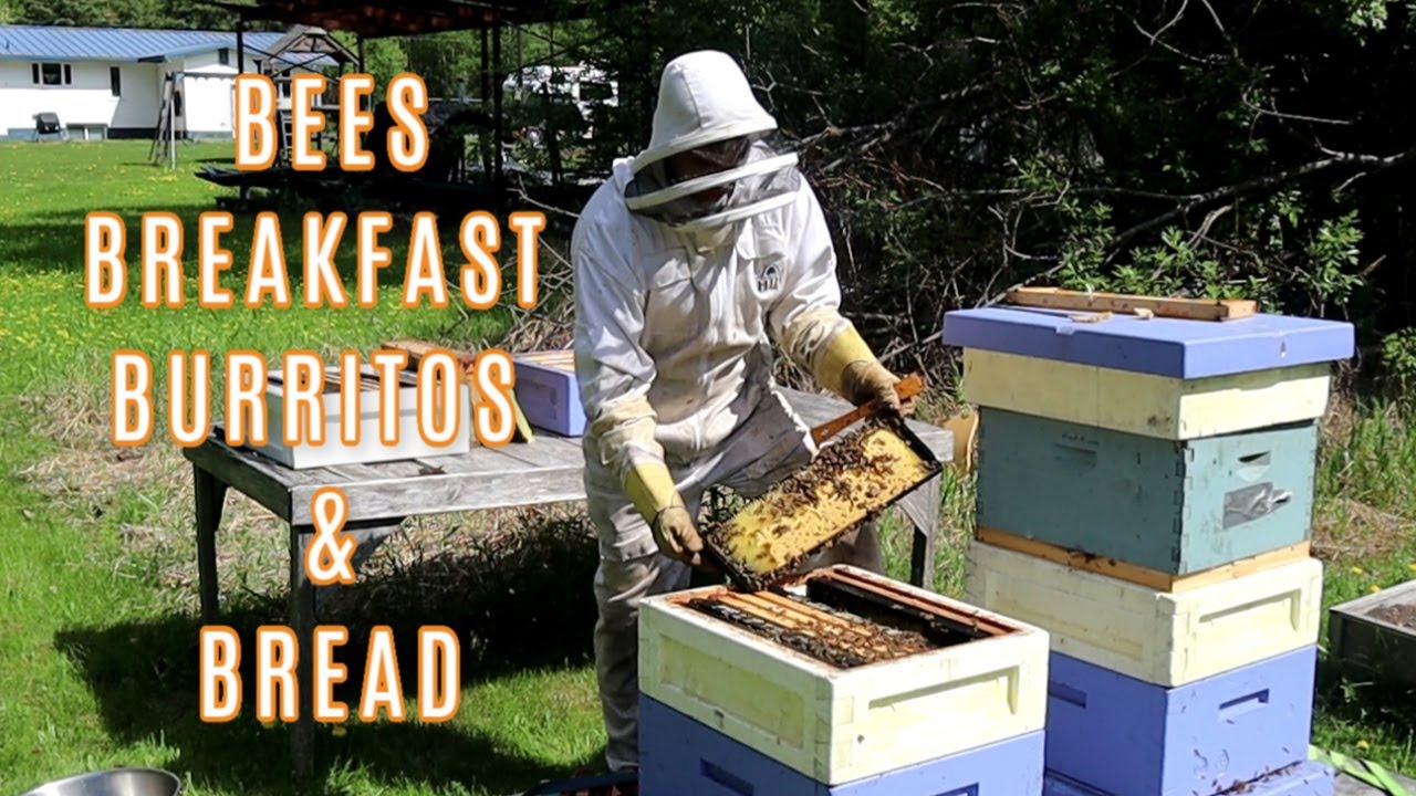 BEES, FREEZER BREAKFAST BURRITO RECIPE, BREAD, AND ALASKAN CLAM CHOWDER | THIS ALASKA LIFE VLOG