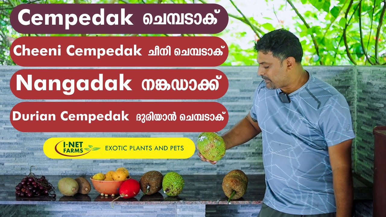 4 Varieties Cempedak Fruit | 4 ഇനം ചെമ്പടാക് പഴം  | I-Net Exotic Farms
