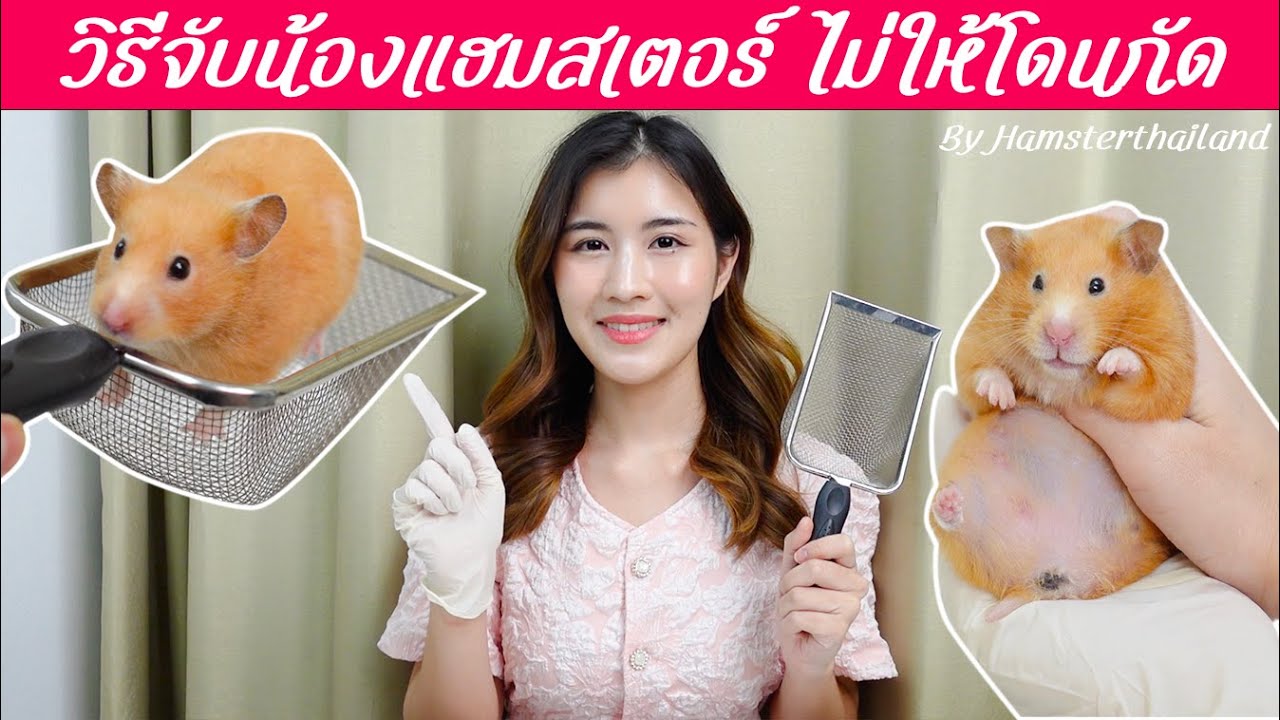 วิธีจับแฮมสเตอร์ ไม่ให้โดนกัด อุ้มน้องแฮมสเตอร์ยังไง?  By Hamsterth