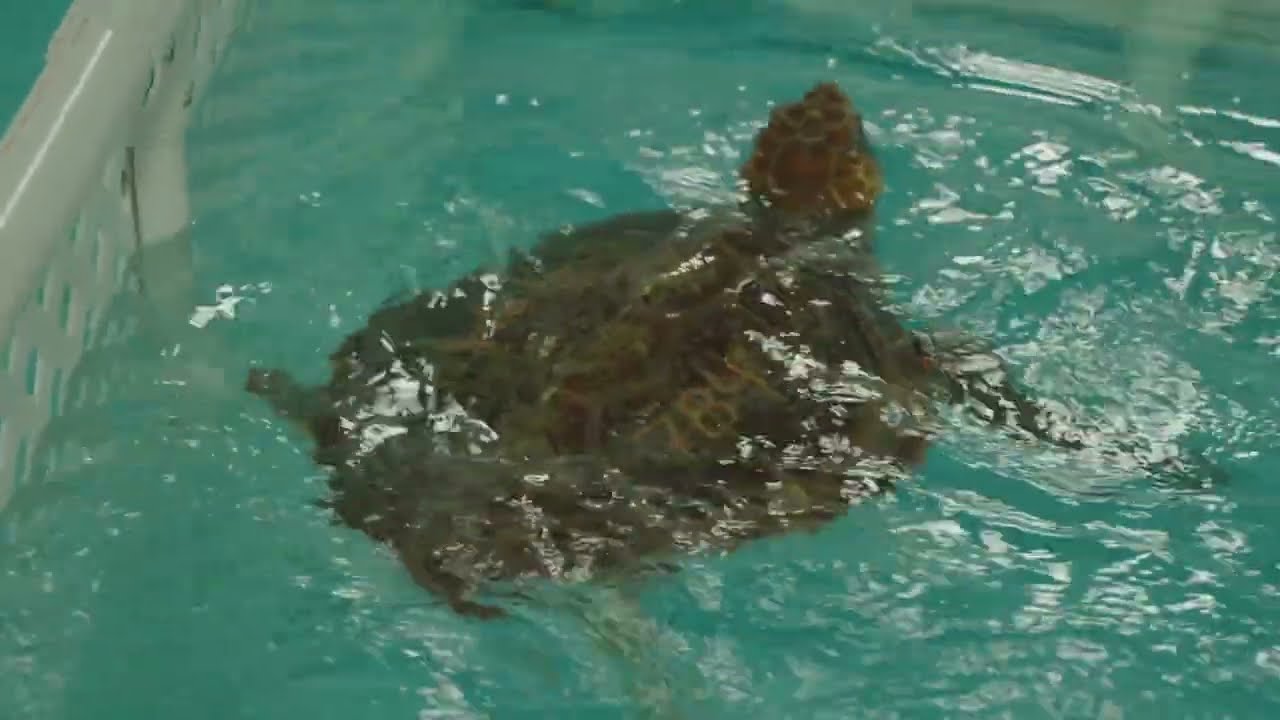 Stranded Sea Turtles Arrive in Midwest to Receive Care