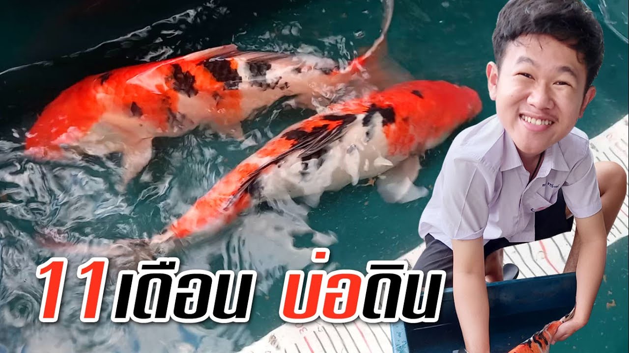 โตเร็วมาก ปลาคาร์ฟบ่อดิน (11เดือน)   l 11 MONTH KOI DIRT POND คุณพ่อคราฟ
