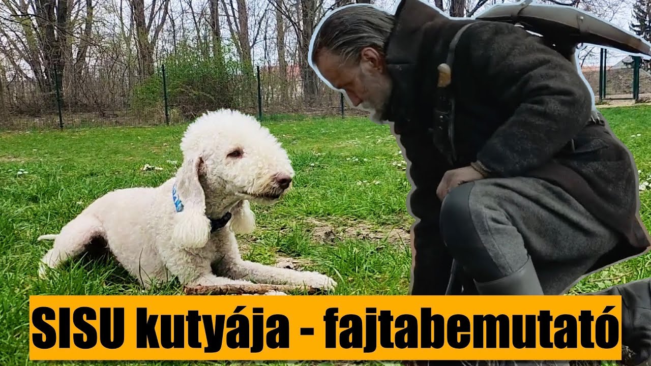 Bedlington terrier - gladiátor báránybőrben?