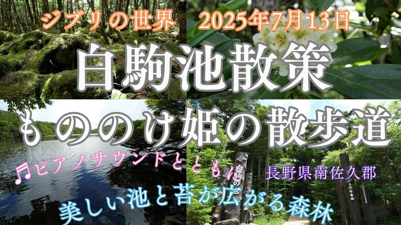 【風景と自然】白駒池 白駒の森 もののけの森 2025年7月12日　Shirakome Forest, Shirakome Pond, Mononoke Forest