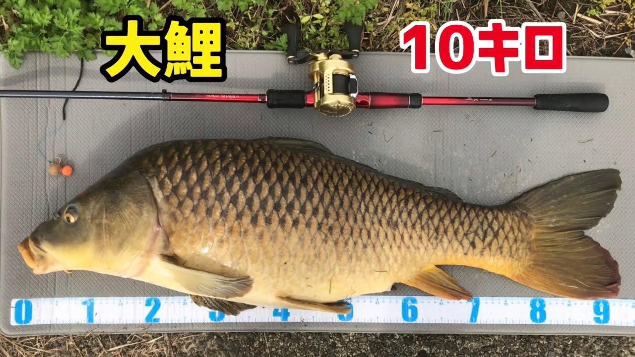 我が人生最大魚！【ボイリーで鯉釣り】ワールドシャウラ 1785RS-2