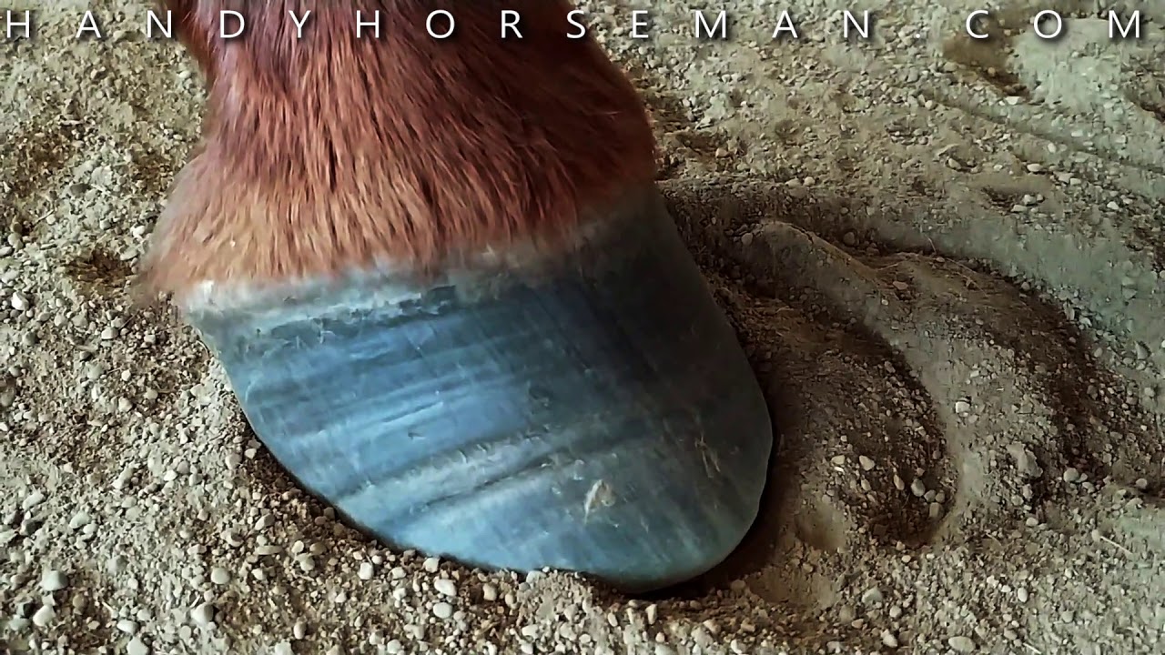How To Look At Horse Feet... it Tells A Story!