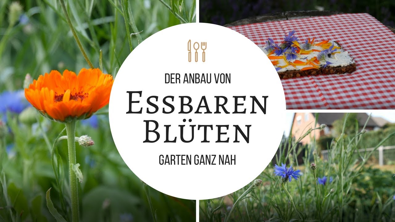 Der Anbau von Essbaren Blüten - Schön und lecker!