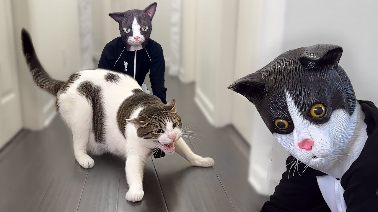 Halloween Cat Mask Prank - THIS TIME WITH TWO MASKS!
