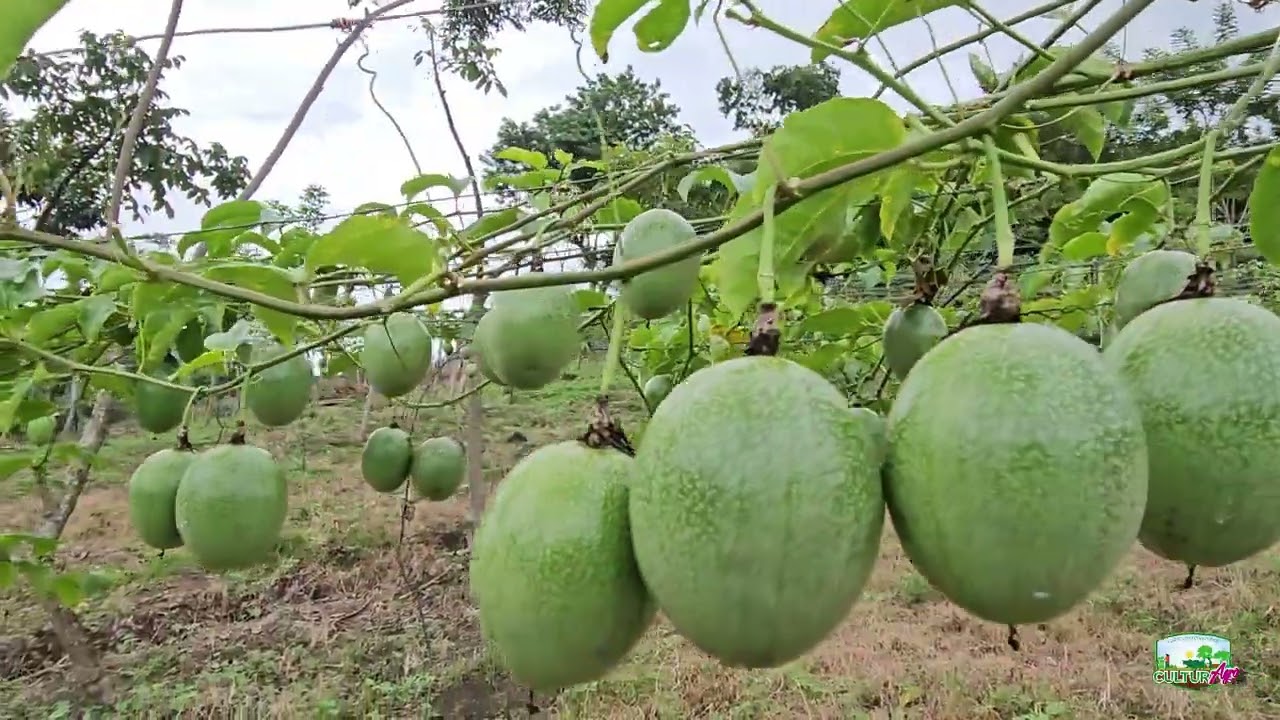 Prácticas de manejo para la producción de Calala y Granadilla