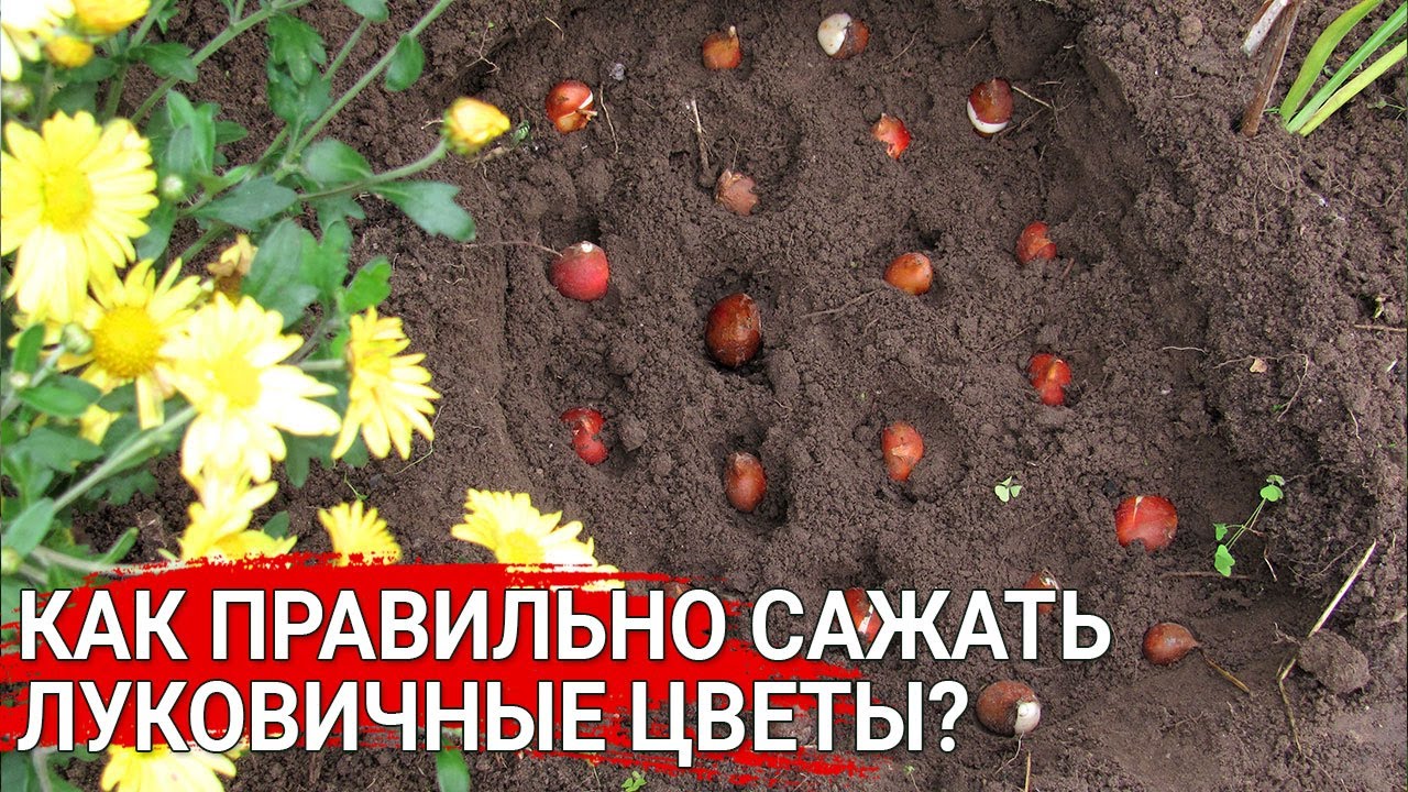 Как правильно сажать луковичные цветы?