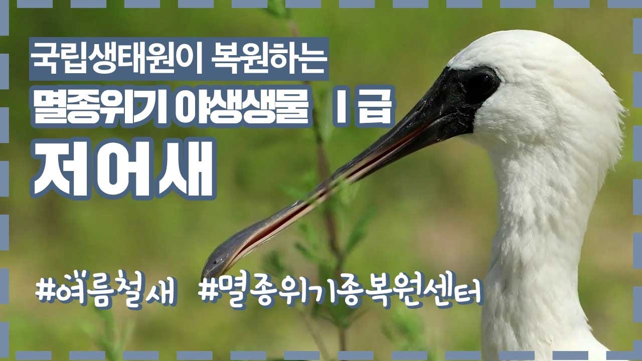 [국립생태원] 멸종위기 야생생물 저어새 이야기