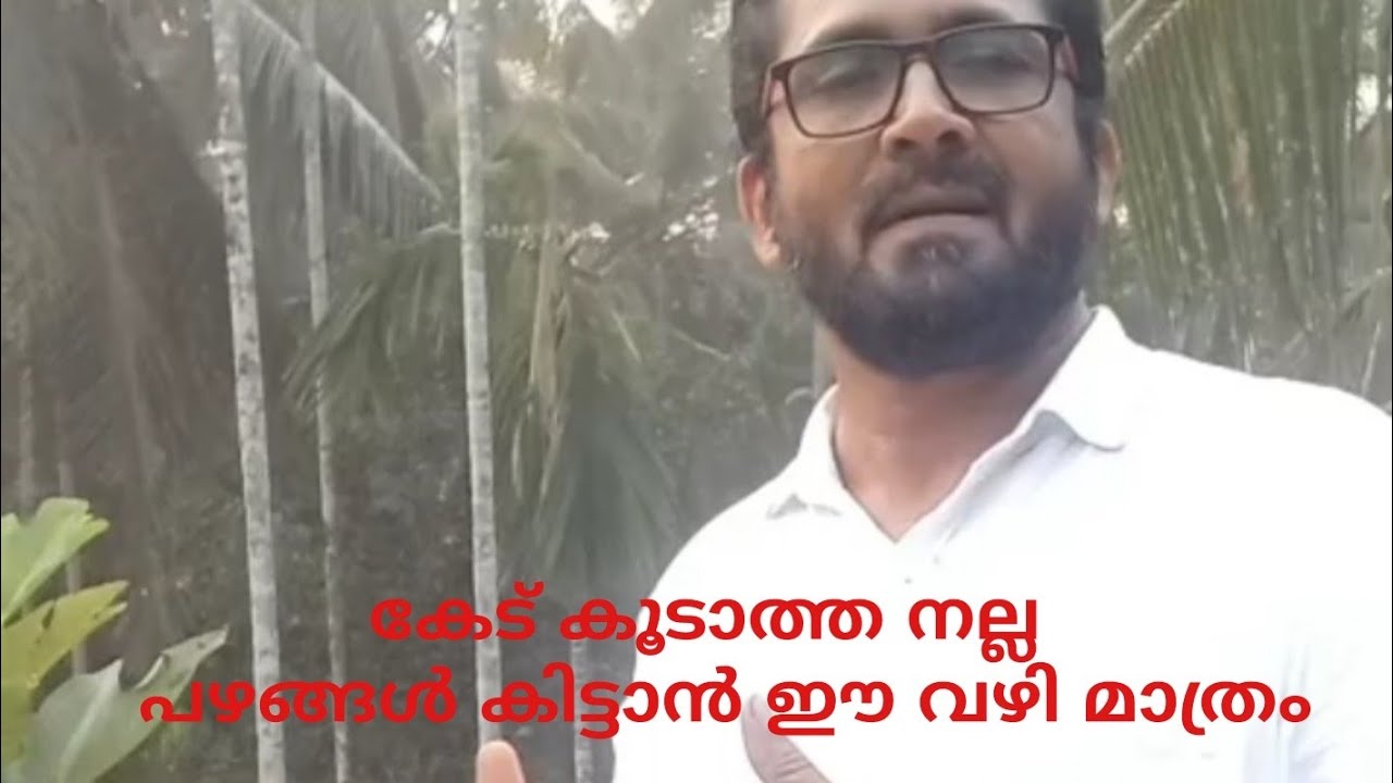 അത്തിപ്പഴം ഇങ്ങനെ ചെതാൽ കേട് കൂടാതെ ലഭിക്കും പഴുത്ത് കഴിഞ്ഞാൽ ഒന്നും കിട്ടാറില്ല/mpgarden/malayalam