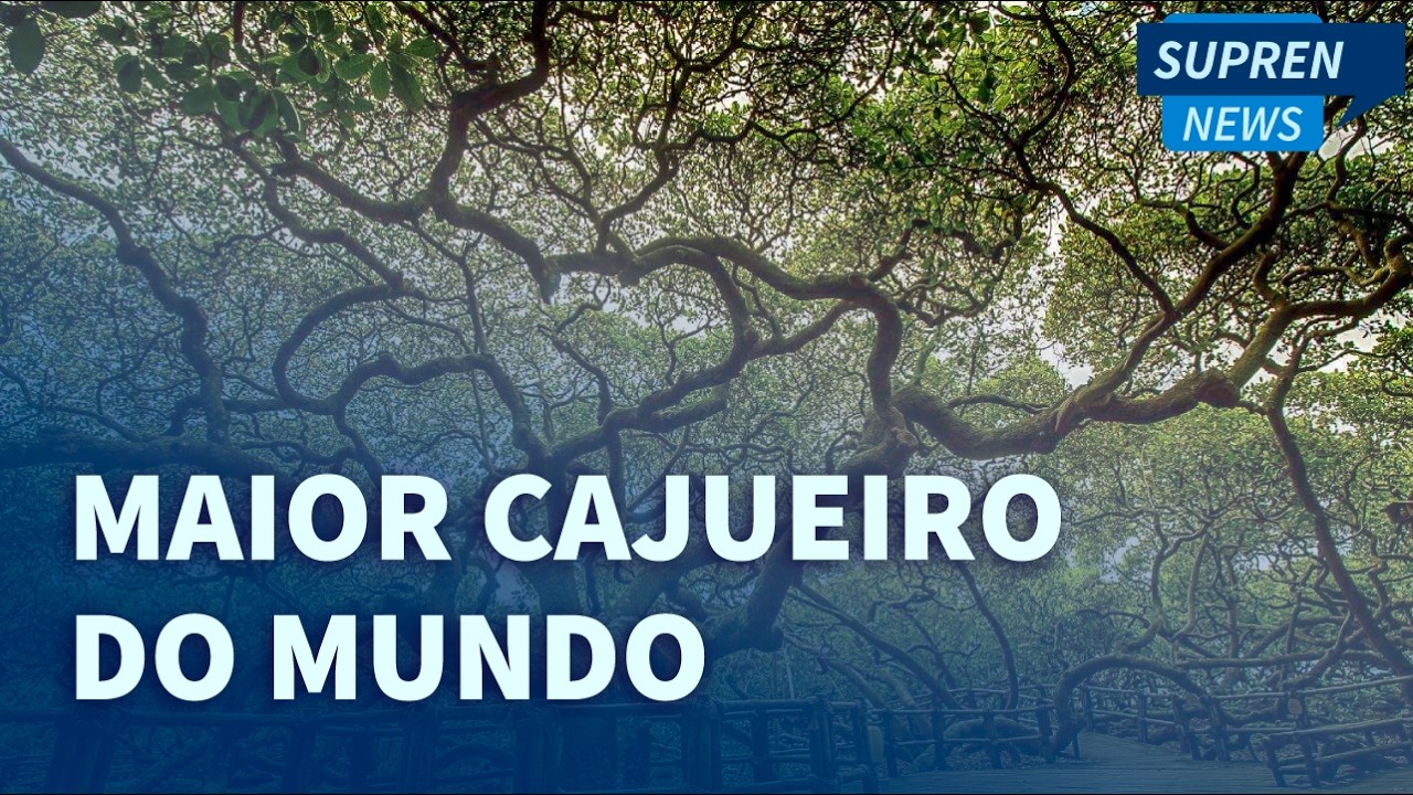 Maior cajueiro do mundo está no Rio Grande do Norte