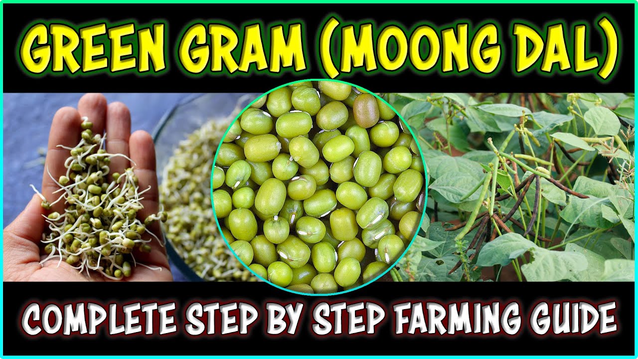 Green Gram (Moong Dal) Farming | How to grow Green Gram plant at Home | Green Gram Cultivation