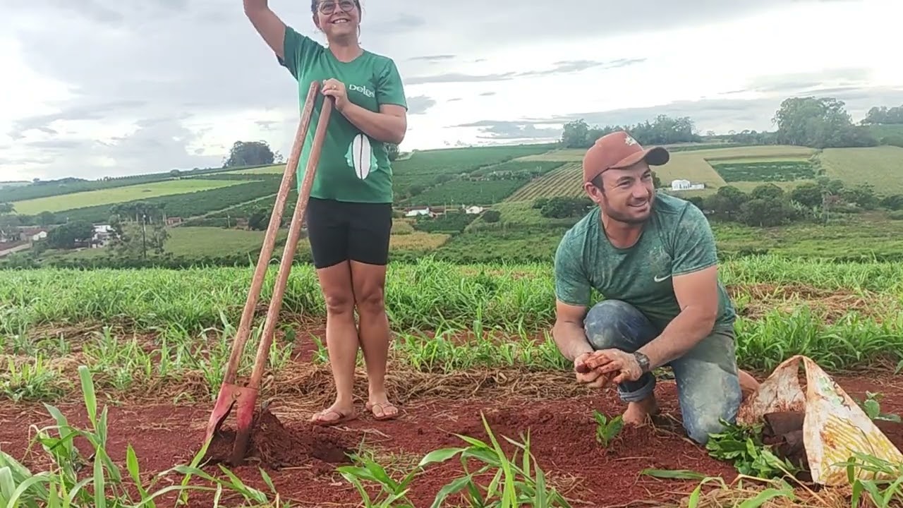 replantando o cafe