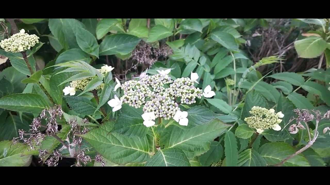 Victoria Park🌳🐿️Waterloo, Liverpool/England 🌳🐿️(Featuring Squirrels,& Flying Ants 😱🐜)29/06/25