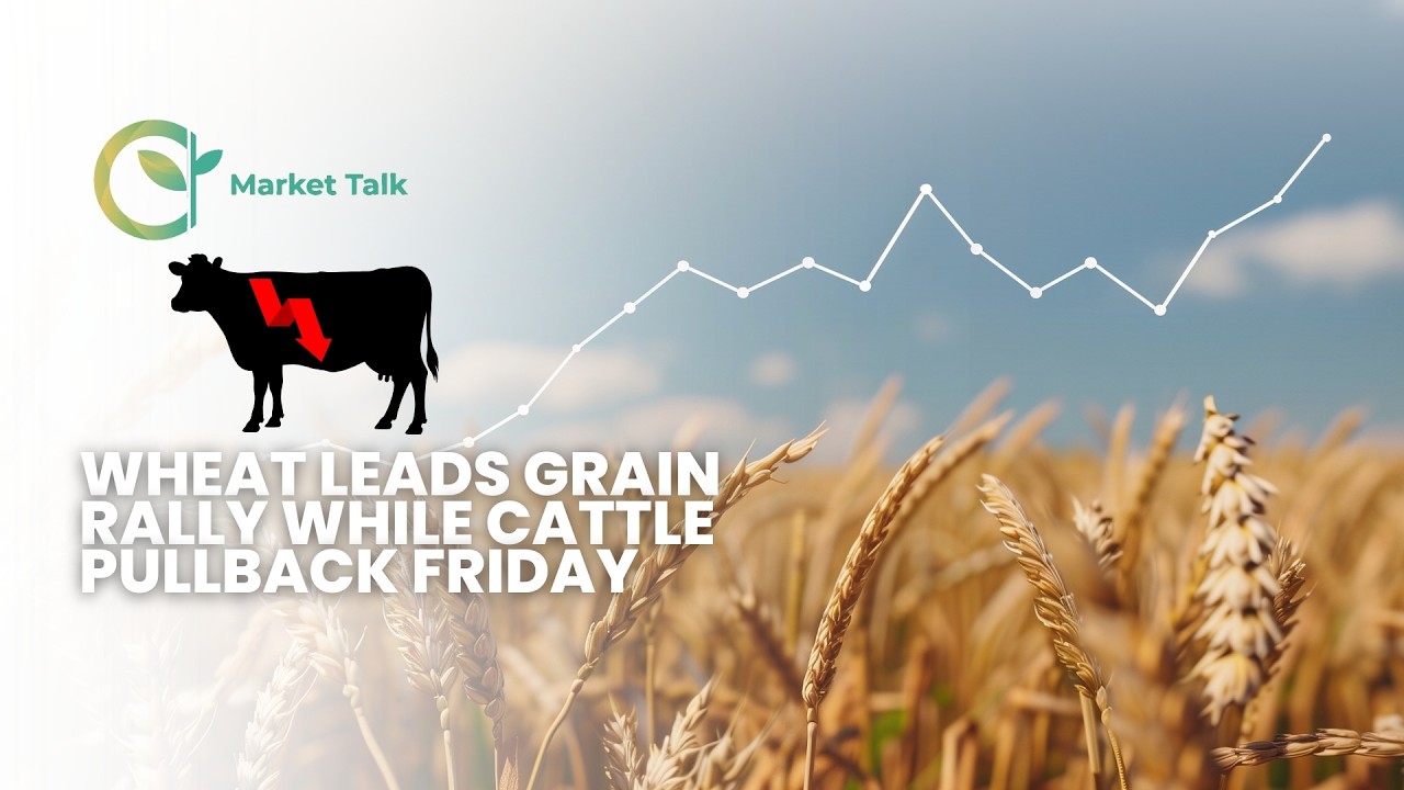 Wheat Leads Grain Rally While Cattle Pullback Friday