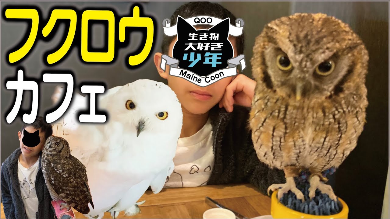 【フクロウ】鳥のいるカフェ谷中本店／フクロウやハリネズミにエサやり＆触れ合いができる♪