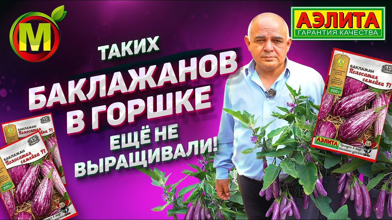 Полосатый Длинный Баклажан. Гибрид Баклажанов Полосатая Семейка F1