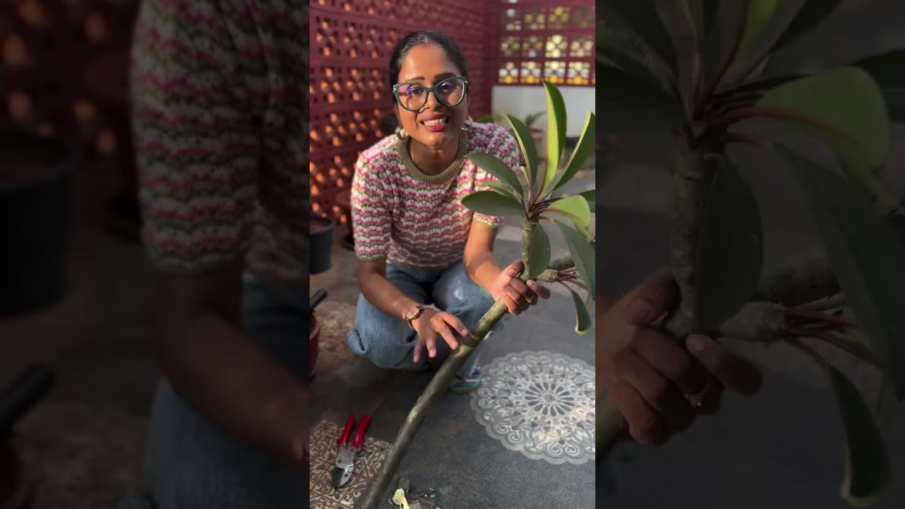 How to grow plumeria from cuttings