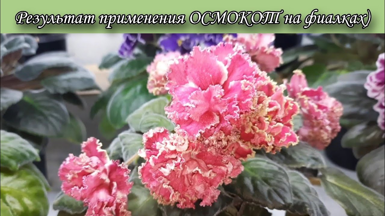 Пролонгированное удобрение ОСМОКОТ для фиалок, результат использования)