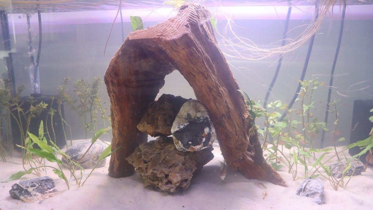 My Sterbai Corydoras Got a New Home! 40 Breeder Upgrade & Reaction!