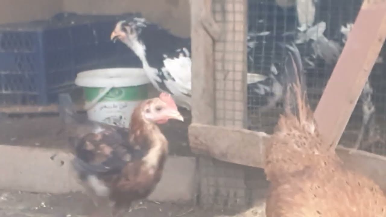 الأمراض بسبب حراره الجو ☀️تركت كل الدجاج سوه بالسطح