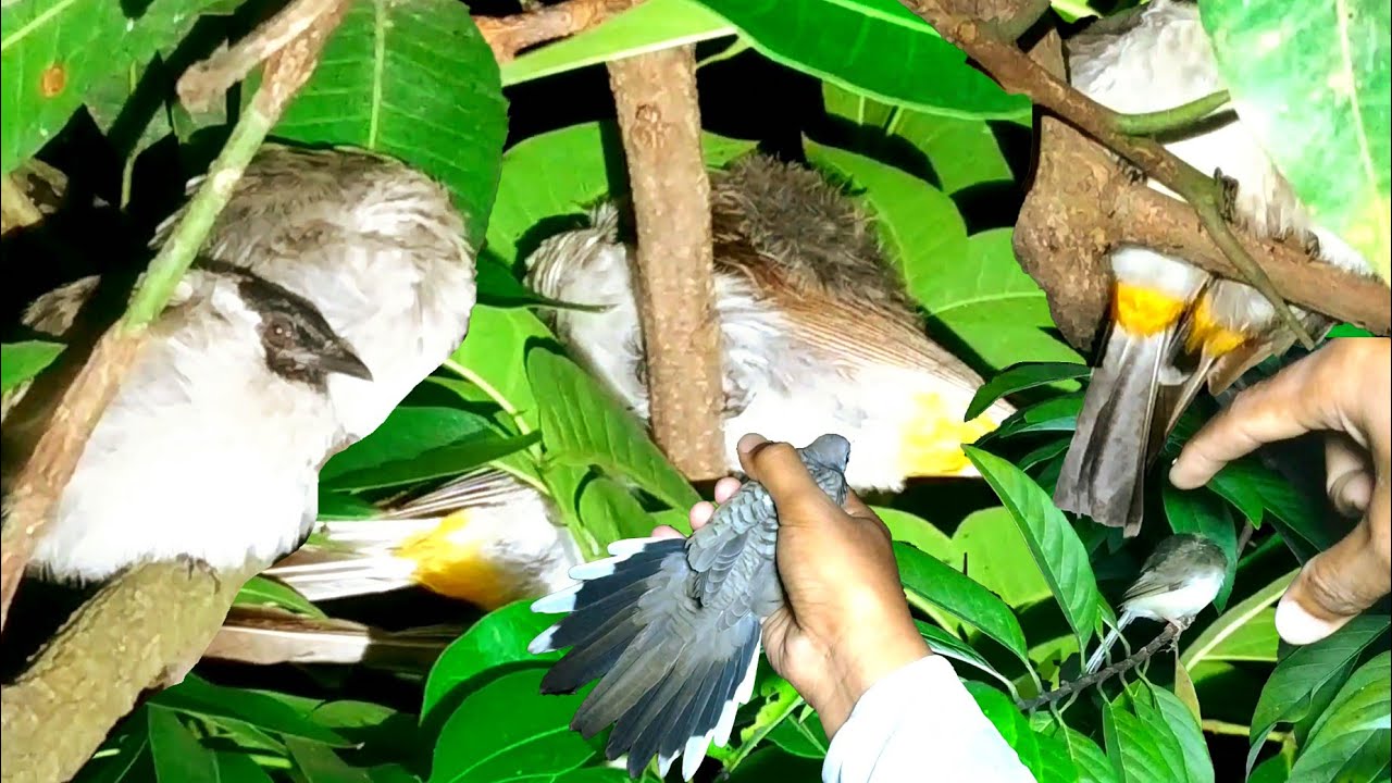 Hampir Tiap Pohon Ada Burungnya | Mencari Burung Tidur Di Malam Hari Eps 325