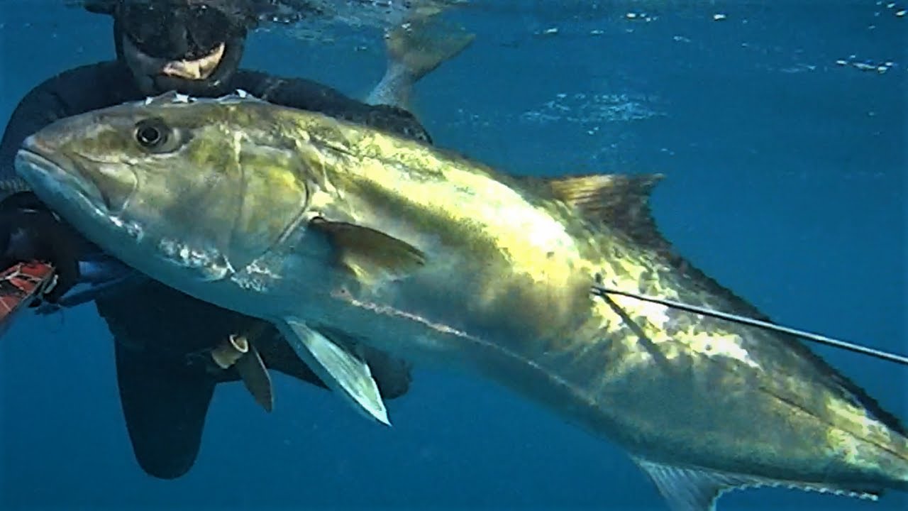 😱 Amberjacks – The First 5 Meters | Intense Action and Epic Spearfishing Moments