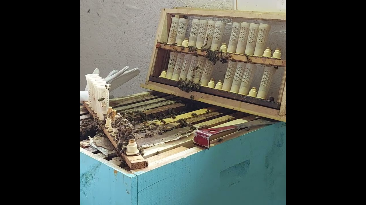 CRIA DE ABEJAS REINAS. Temporada 2023-2024