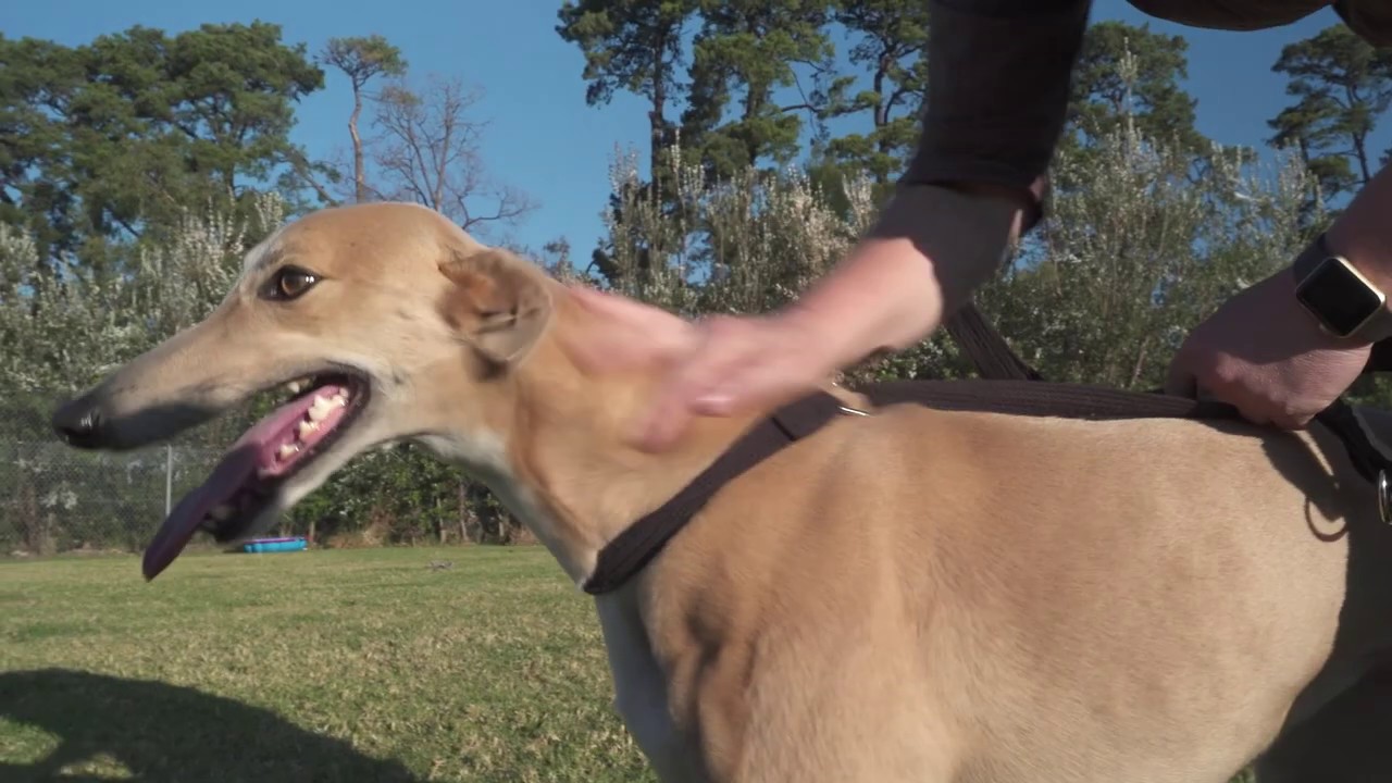 Dogs Country Club & Kennel Resort - Sneak Peak