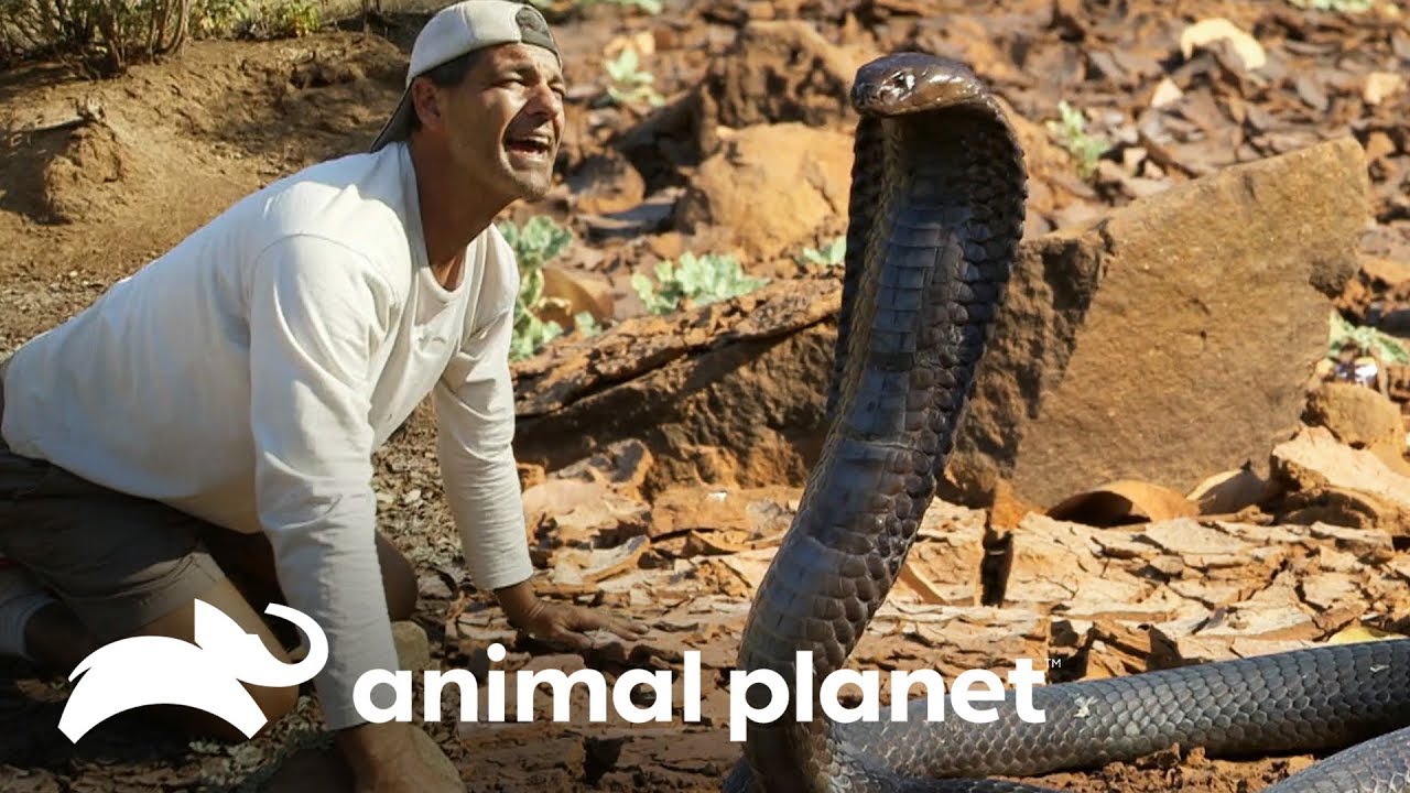 ¡De frente con la cobra que mató a Cleopatra! | Wild Frank en África | Animal Planet