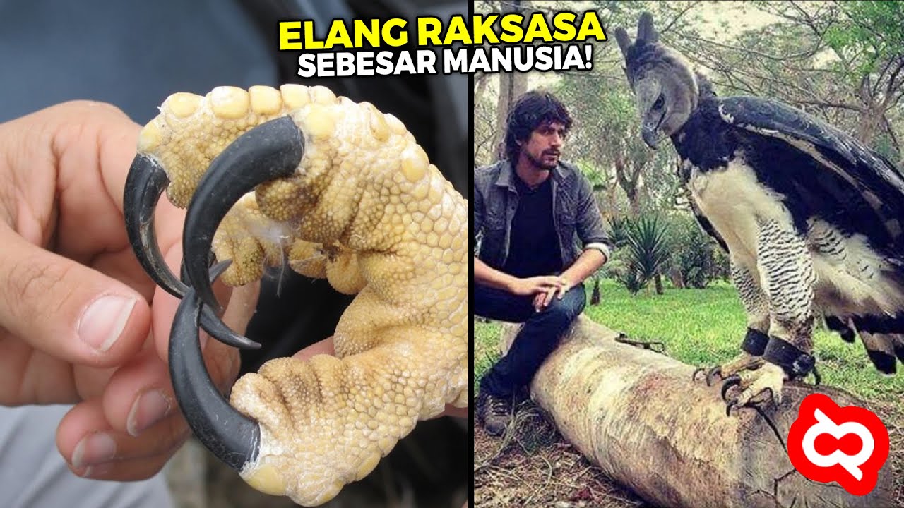 Punya Cakar Super Besar! Inilah Burung Elang Terbesar Penguasa Udara yg Masih Hidup Sampai Sekarang