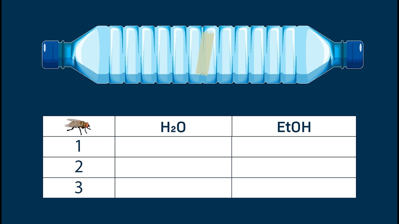 Simulation Video Walkthrough: Histogram and Chi-Square Analysis of Chemotaxis Data