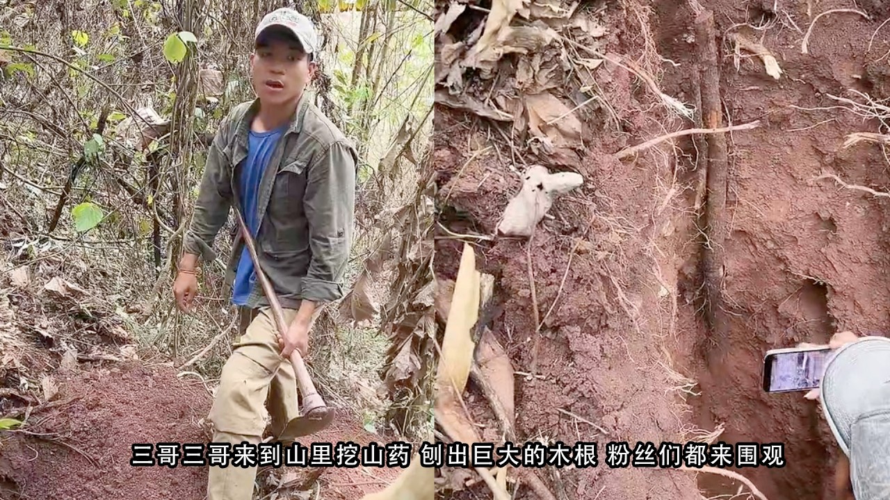 三哥三哥来到山里挖山药 刨出巨大的木根 粉丝们都来围观
