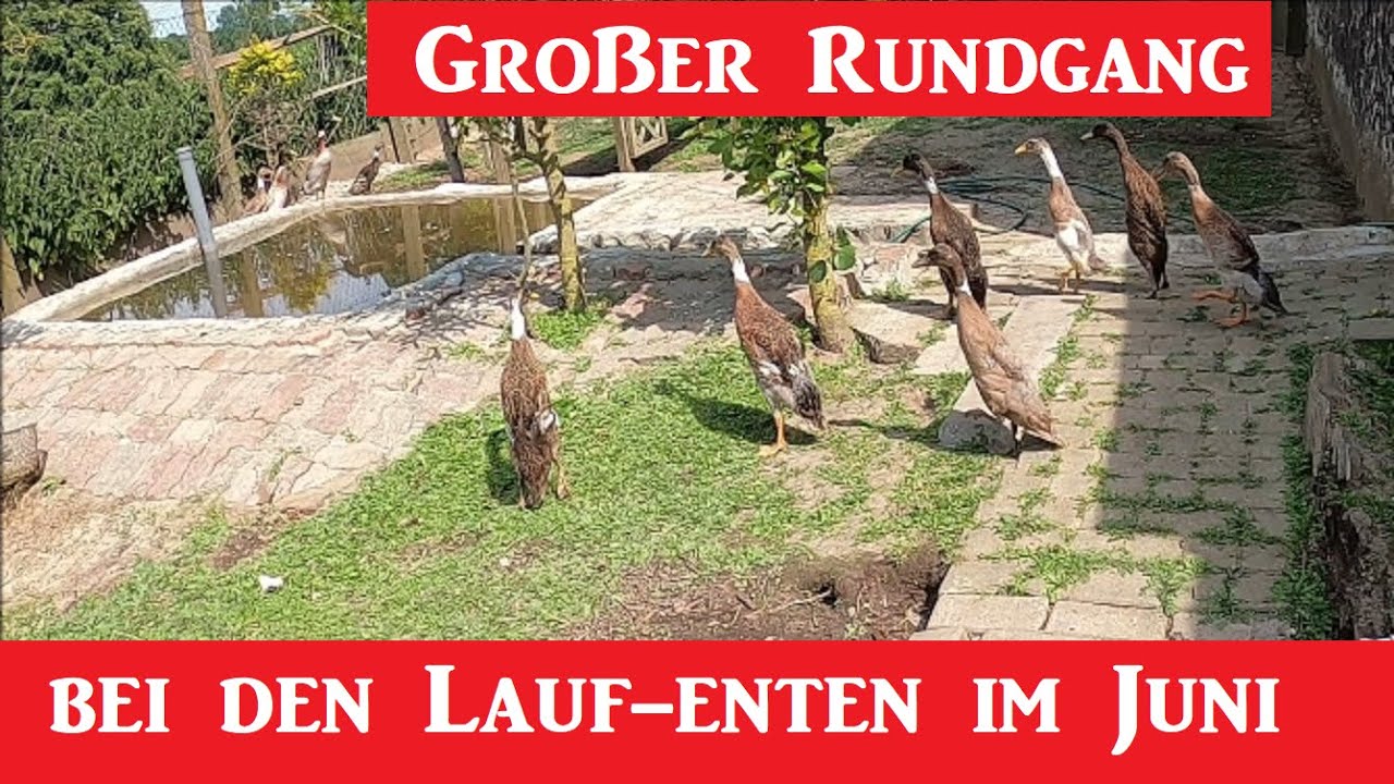 Großer Rundgang in Entenanlage im Juni 2023 ! Die jungen Enten treffen auf die alten Enten