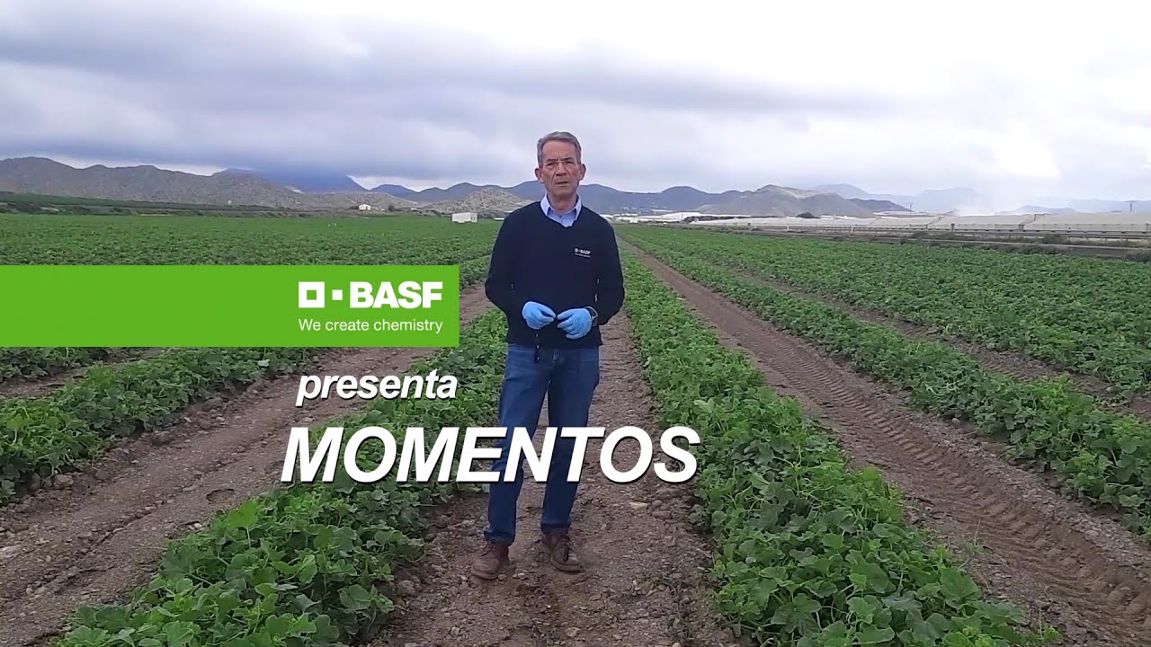 Momentos BASF: Control de oídio y Mycosphaerella en melón cantaloup