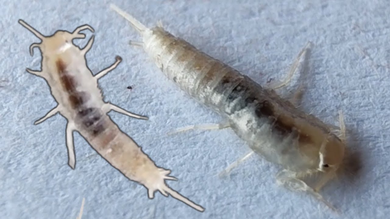 Silverfish: Pests in Your Home! Complete Information 
