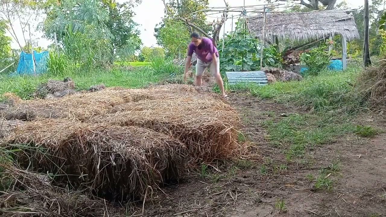 ปลูกเห็ดฟางฤดูฝนแบบง่ายๆ