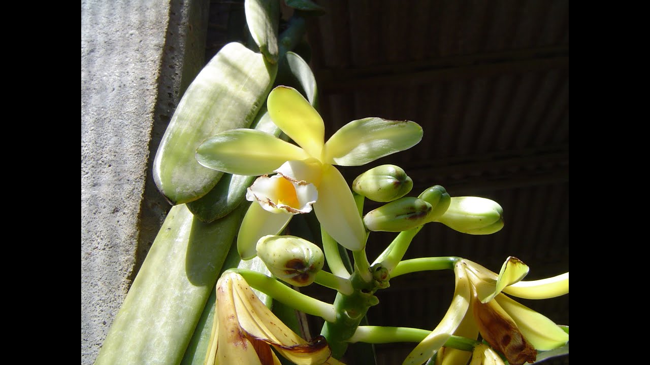MULTIPLICAÇÃO DE ORQUÍDEA VANILLA OU BALNILHA
