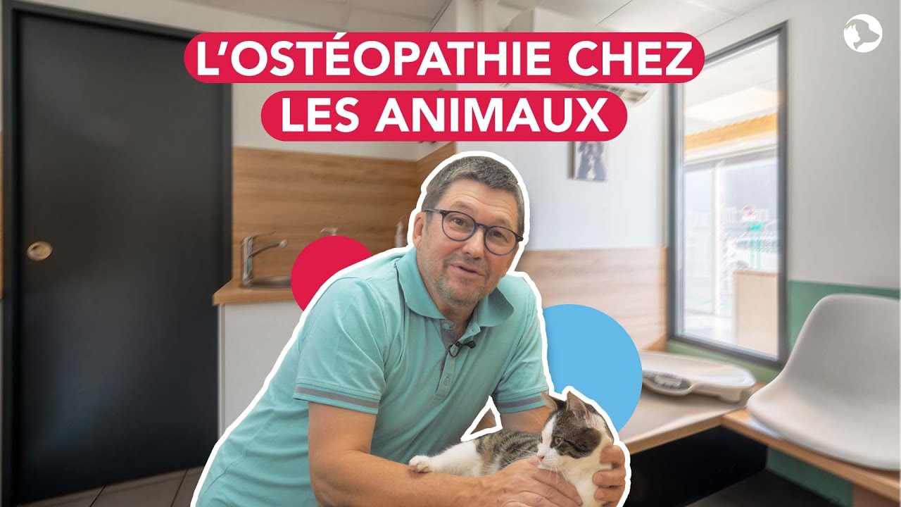 L'ostéopathie chez le chat