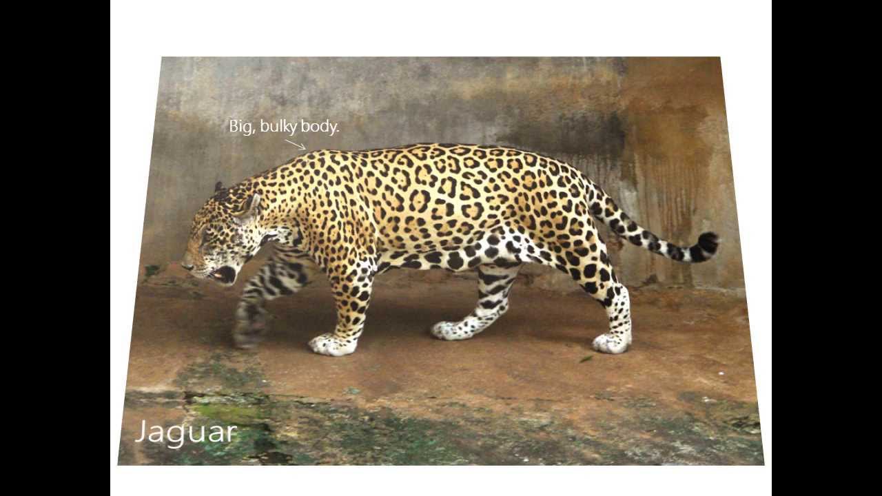 Differences between jaguars, leopards and cheetahs
