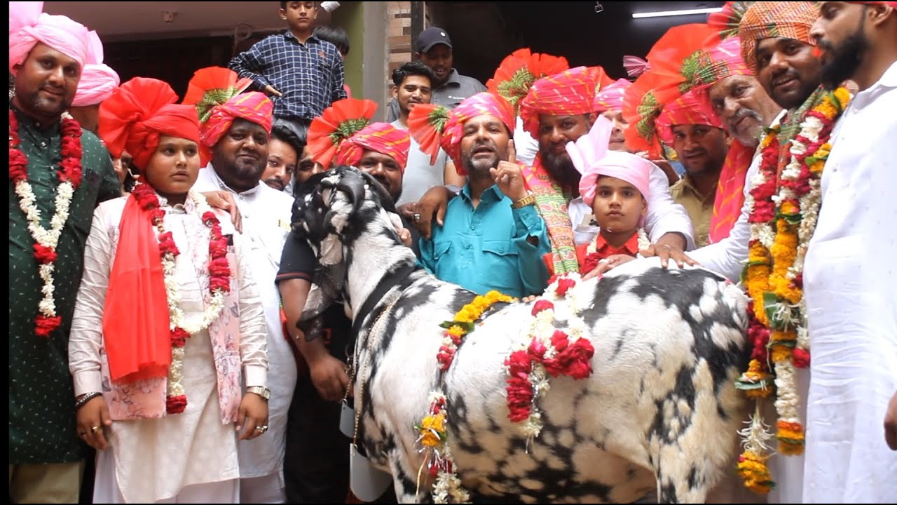 Phelwan brother launch India heavy weight goat tiger 2 India record 226kg live weight ujjain