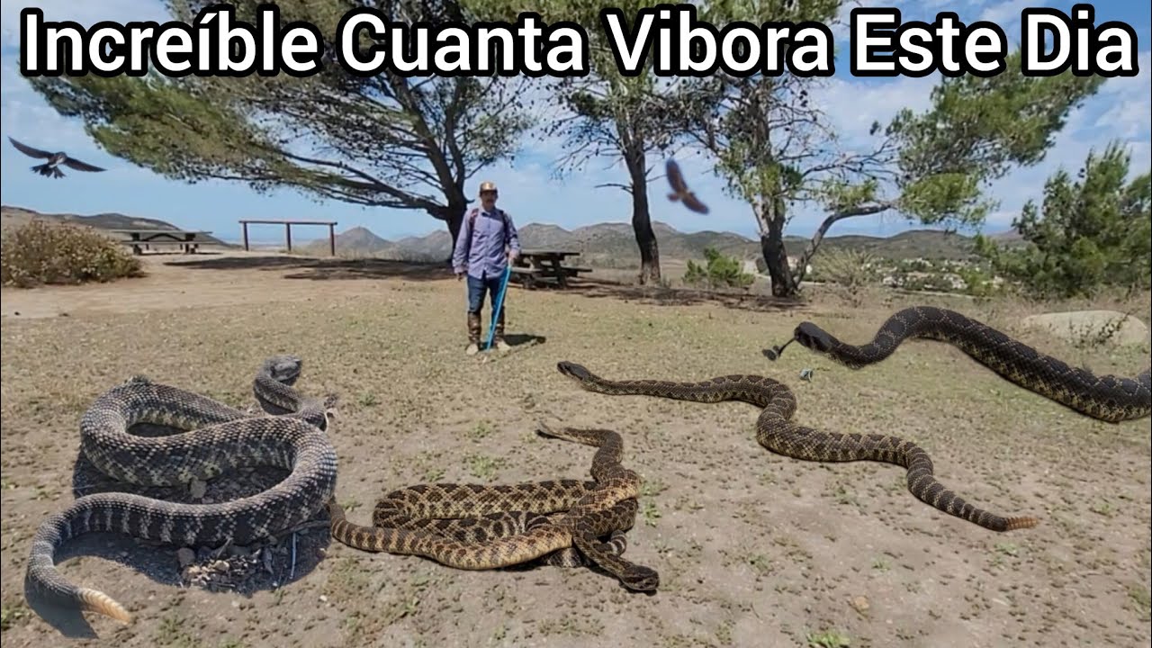 Cuanta Vibora Cascabel En La Orilla Del Camino