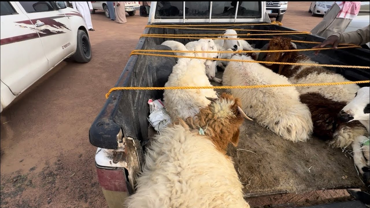 أسعار الحلال في سوق الأربعاء 👌🏻🐏و الحلال المستورد ؟🔥🤔