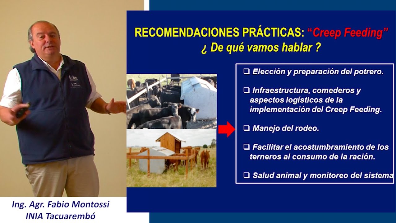 Creep feeding: aplicación y recomendaciones prácticas