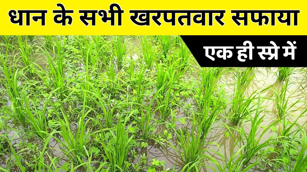 धान के सभी खरपतवार को जड़ से समाप्त करें एक ही स्प्रे में 🌾🌾 dhaan ke kheton mein kharpatwar nashak