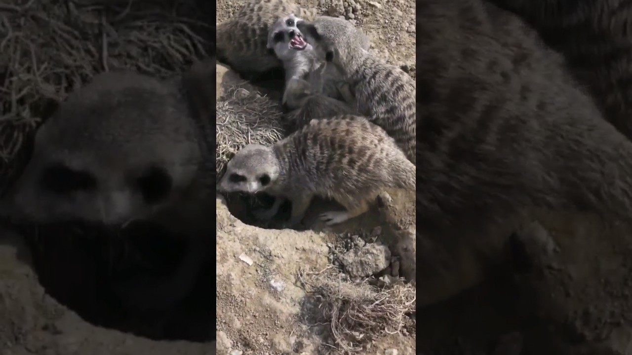 PELEA de Suricatas! #meerkat #short