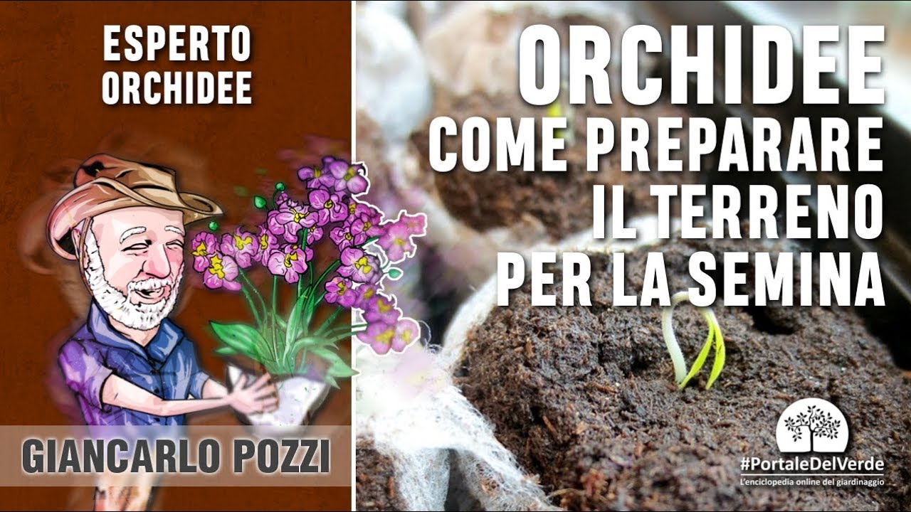 Come preparare il terreno di coltura per seminare le orchidee
