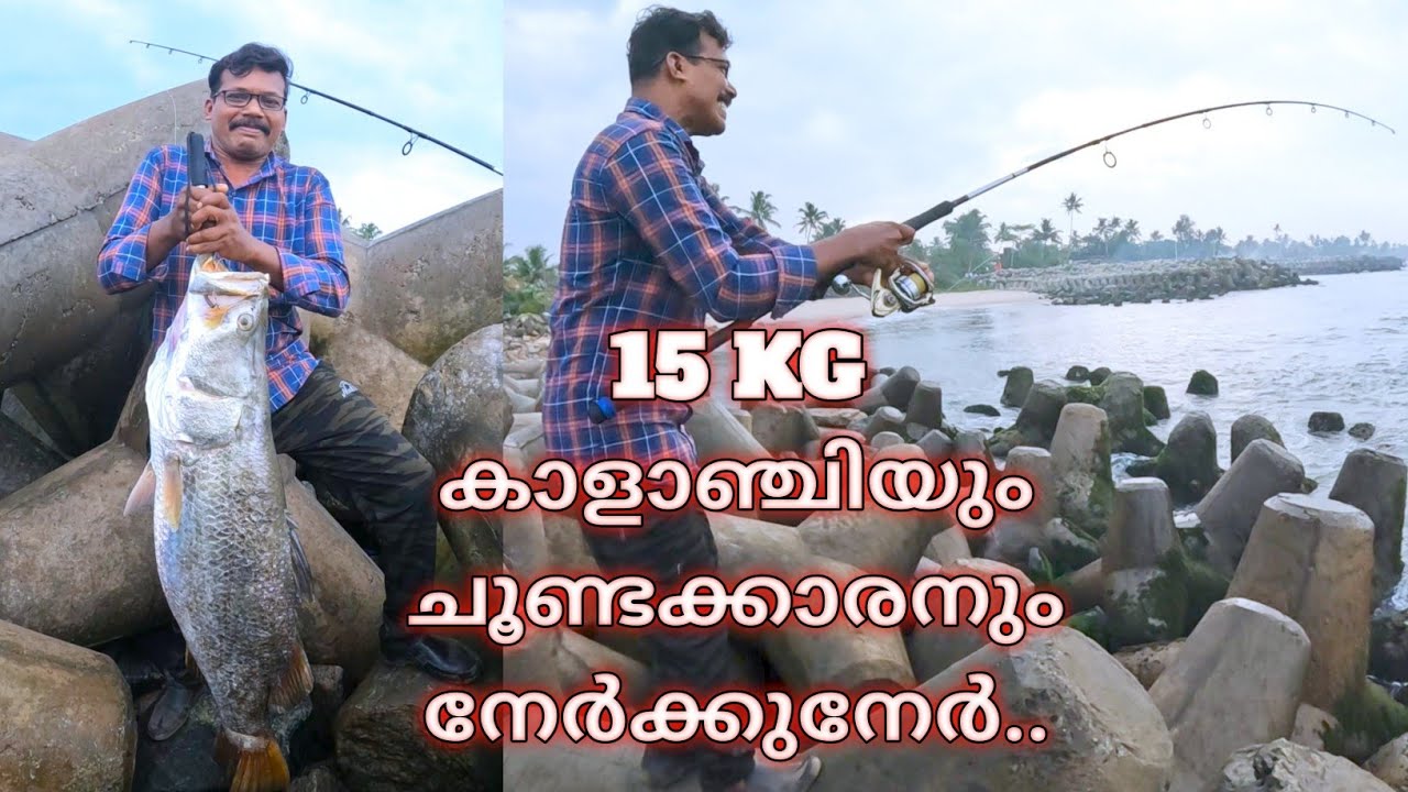 15 KG കാളാഞ്ചിയും ചൂണ്ടക്കാരനും നേർക്കുനേർ.... 🔥🔥🔥  #fishing #fishingvideo #barramundi #fishing