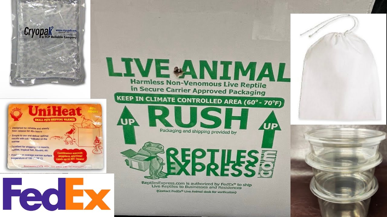 Reptile Shipping doesn’t have to be scary. How to ship your reptile.